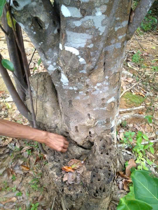 lua chon nguyen lieu