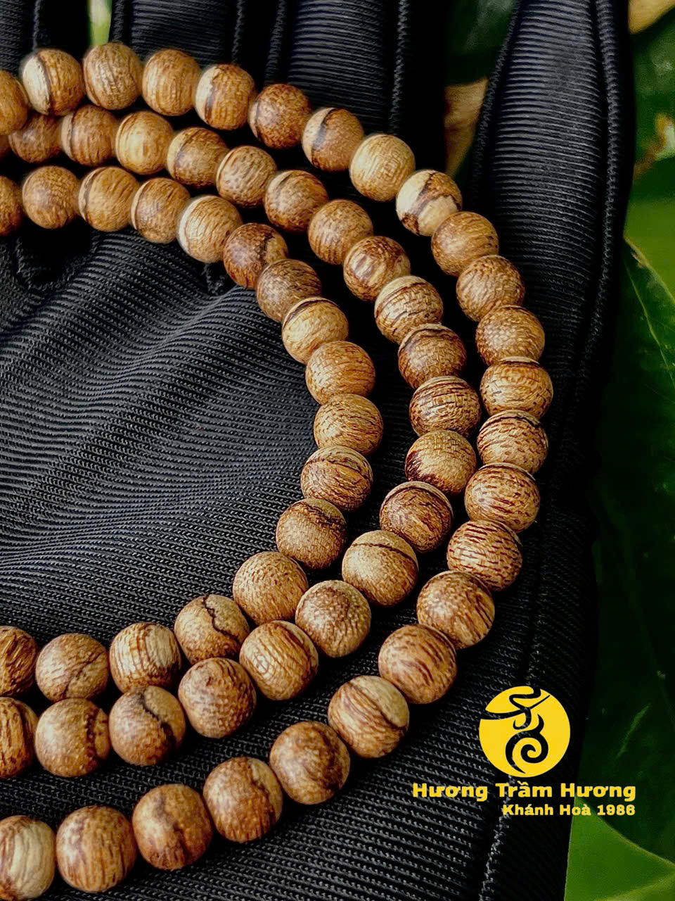 Bông Vạn Lí Thiên 6ly