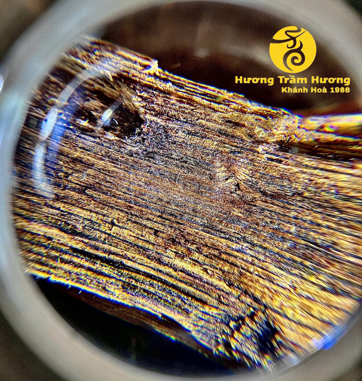 Bạch Kỳ Khánh Hòa 8,43g