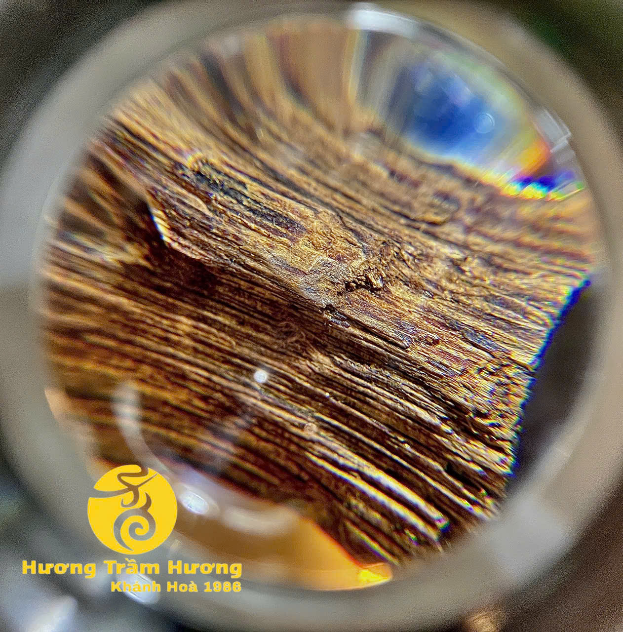 Bạch Kỳ Khánh Hòa 8,43g