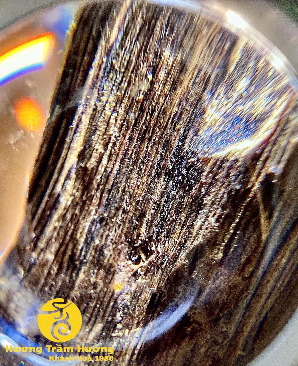 Bạch Kỳ Khánh Hòa 8,43g