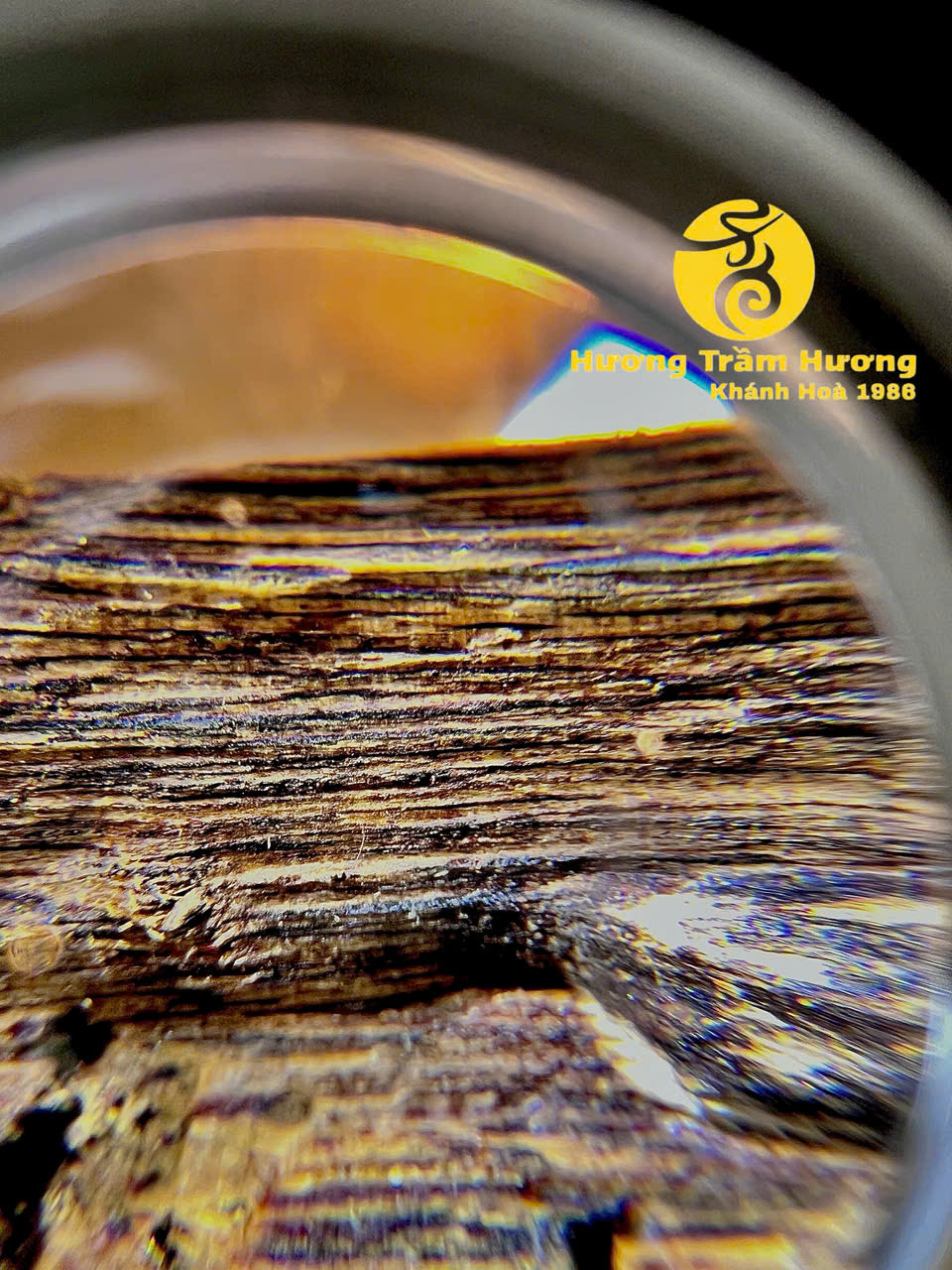 Bạch Kỳ Khánh Hòa 8,43g