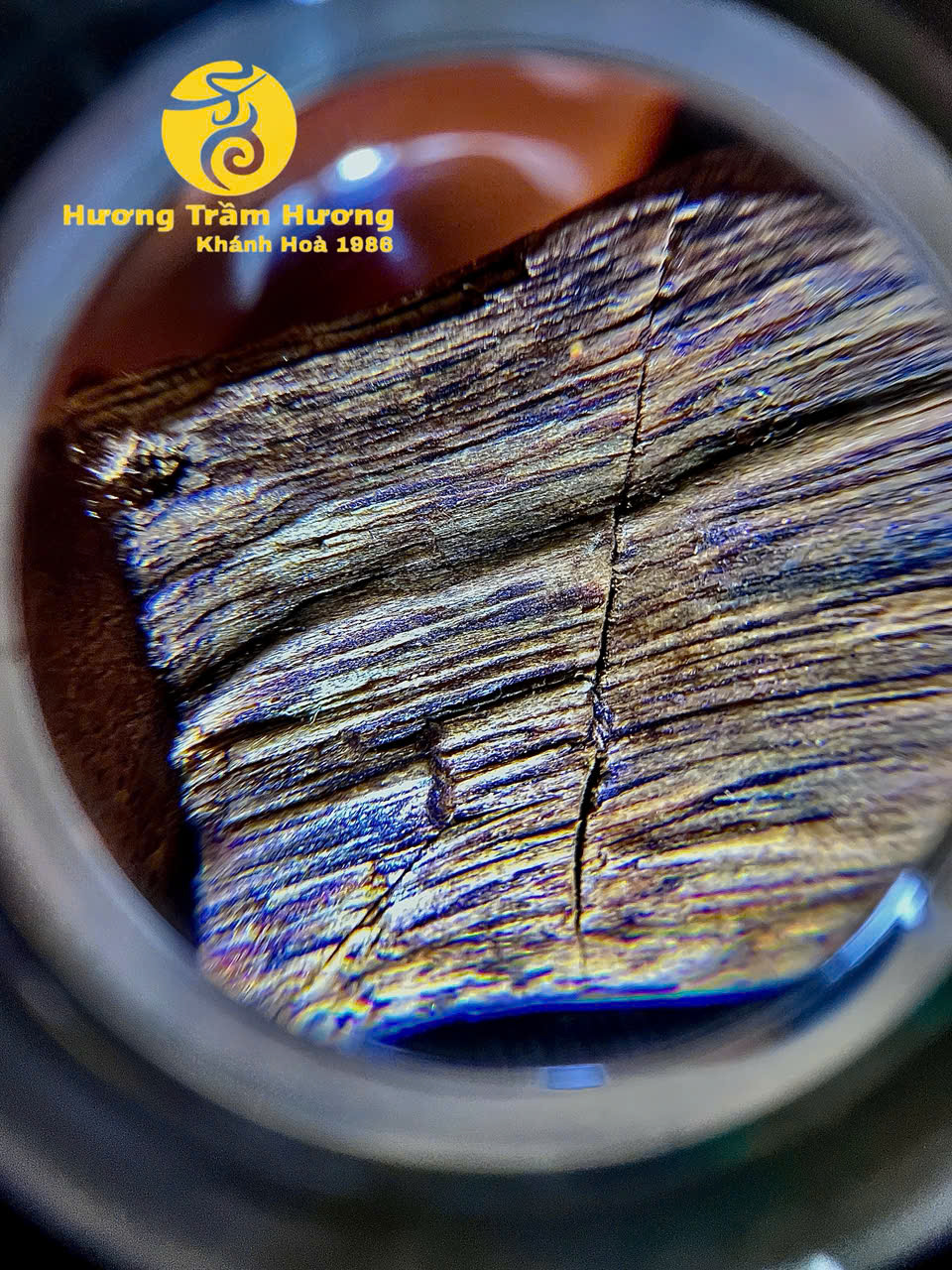 Bạch Kỳ Khánh Hòa 8,43g