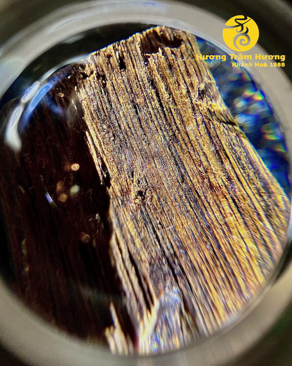 Bạch Kỳ Khánh Hòa 8,43g