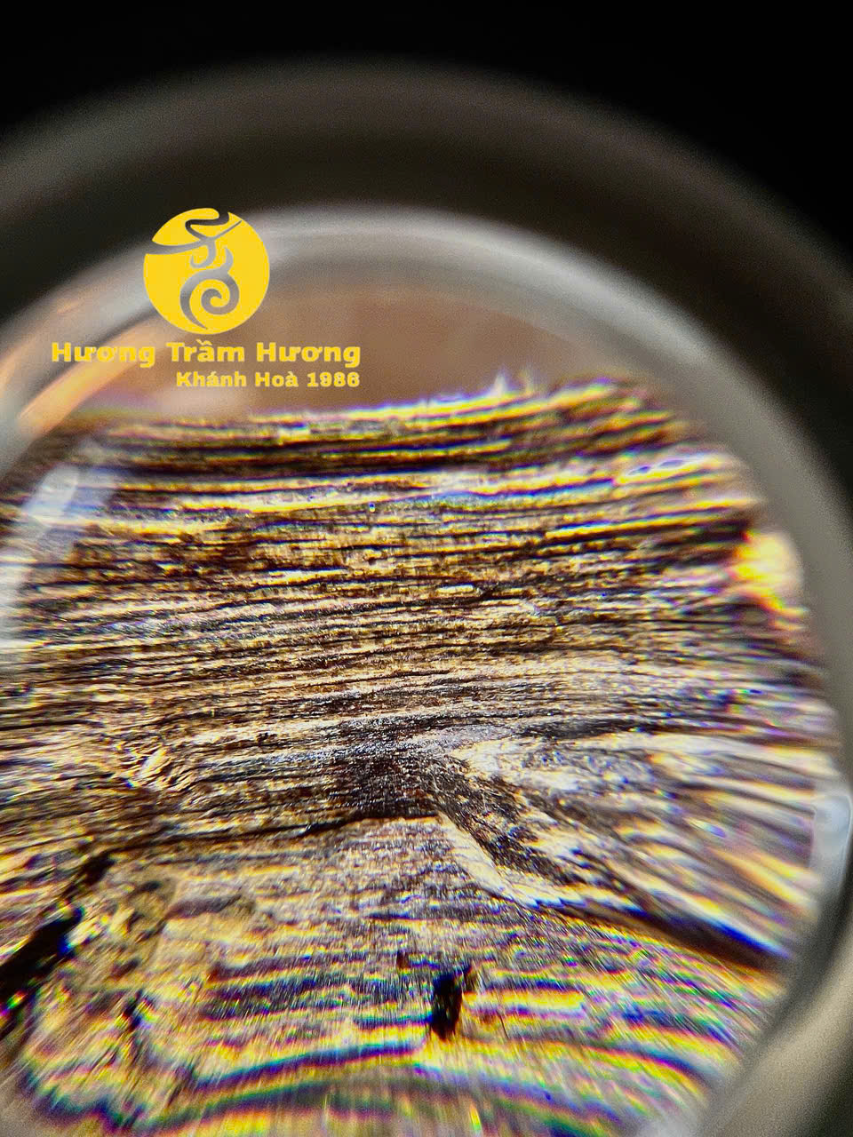 Bạch Kỳ Khánh Hòa 8,43g